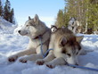 Husky