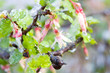 Gooseberry Blossoms in the Snow Gooseberry Blossoms in the Snow