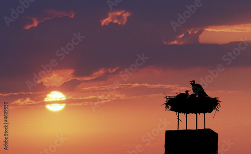 Storchennest am Neusiedlersee
