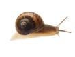 escargot