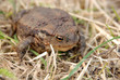 toad or frog in grass
