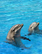 Two  dolphins in aquarium 