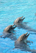 Tree dolphins in aquarium