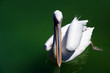 pelikan close up
