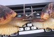 snails and keyboard snails and keyboard