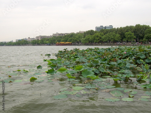 Nénuphars et lotus sur le lac Hangzhou, Chine