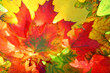 Autumn fall leaves