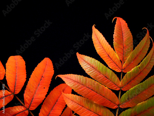 Multi-feuilles 159