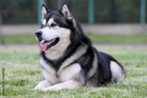 Malamute