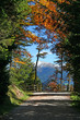 Forest Mountain Path