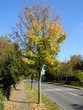 Herbstliche Stimmung Herbstliche Stimmung