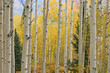Autumn Aspen Elk Mountains