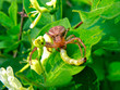 Spider 7