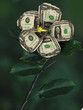 growing money