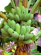 bananes à un bananier bananes à un bananier