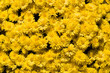 Yellow Flowers Horizontal