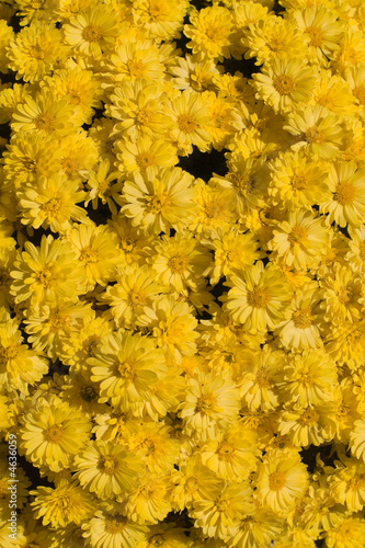 Photo: Yellow Flowers Vertical Yellow Flowers Vertical