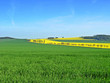 Wheat and rape Wheat and rape