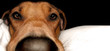 Rhodesian Ridgeback