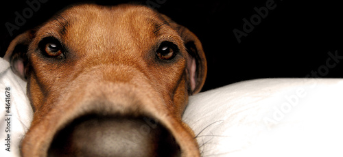 Photo: Rhodesian Ridgeback Rhodesian Ridgeback