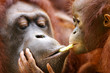 Orangutans Orangutans