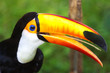 Toco Toucans Toco Toucans
