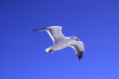 Möwe