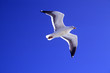 Möwe