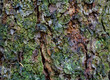 Texture of tree bark, horizontal format