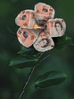 Photo en ligne au meilleur prix pound growth