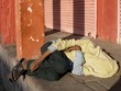 Homeless person sleeping near the road with flys Homeless person sleeping near the road with flys
