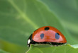 Ladybug în macro împotriva fundal verde