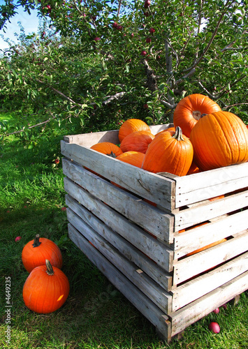Photo: Autumn pumpkins in a apple orchard Autumn pumpkins in a apple orchard