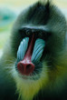 Photo: portrait of baboon portrait of baboon