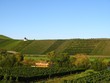 Weinberg an der Mosel