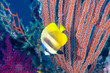 Butterflyfish