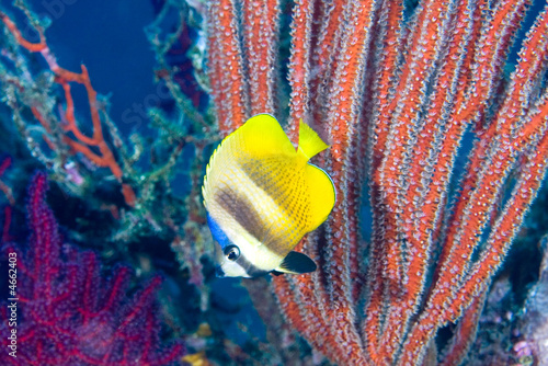 Photo: Butterflyfish Butterflyfish