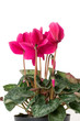 Cyclamen flowers