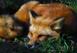 Red Fox (Vulpes vulpes)