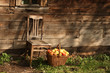 Chair and basketful of apples Chair and basketful of apples