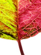 autumn leaf