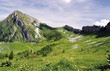 Prairie de montagne Prairie de montagne