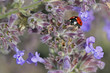 ladybird  on flowers