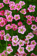 red flowers