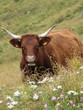 Salers cow in Cantal, France