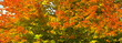 autumn colorful maple tree