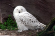  Snowy owl