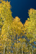 Aspens Aspens