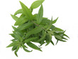 verveine citronnée