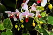 white orchids with green leafs
